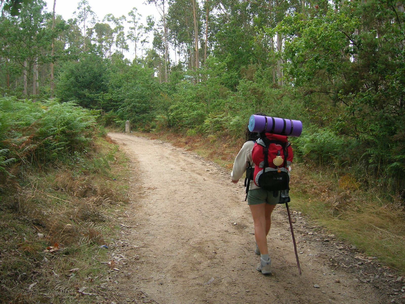 Etapa 36 del Caminho do Norte: O Pedrouzo → Santiago de Compostela
