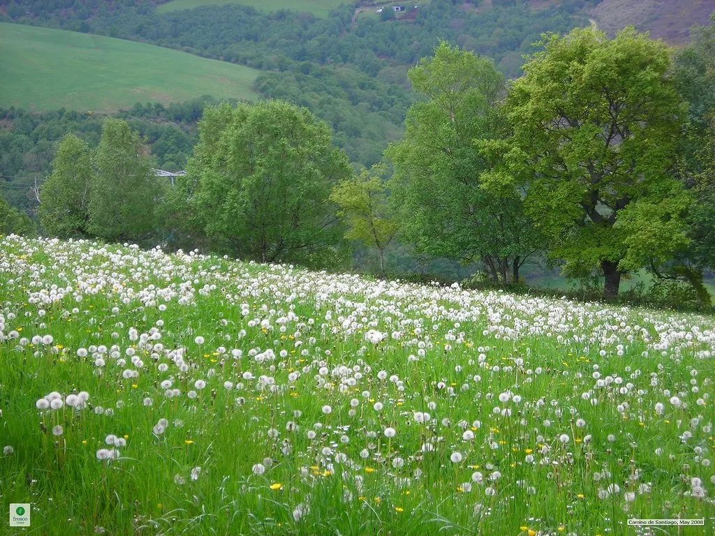 Prado florido e árvores na Galiza